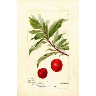 Deborah Griscom Passmore - Prunus domestica Yosobe.webp
