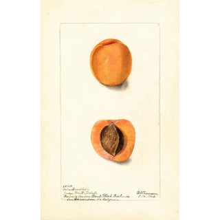 Deborah Griscom Passmore - Prunus mume Coles Hemskirk.webp