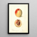 Prunus persica Connett - Deborah Griscom Passmore — ingelijst kunstwerk aan de muur
