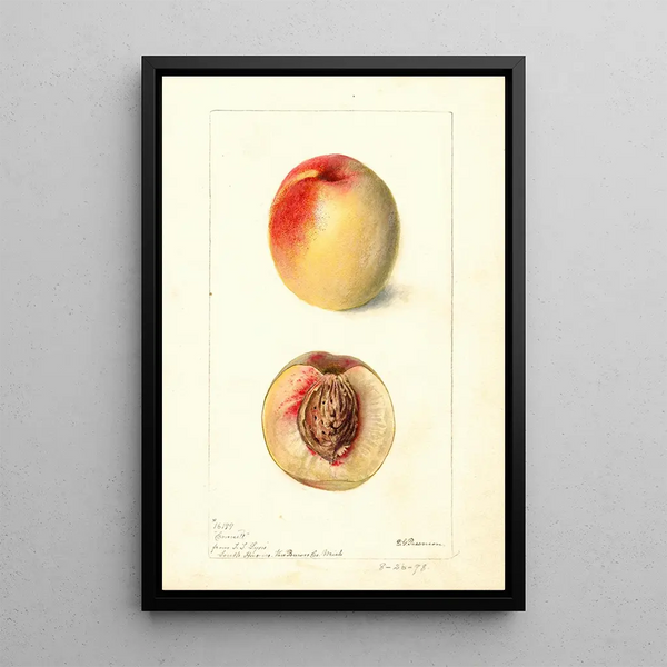 Prunus persica Connett - Deborah Griscom Passmore — ingelijst kunstwerk aan de muur