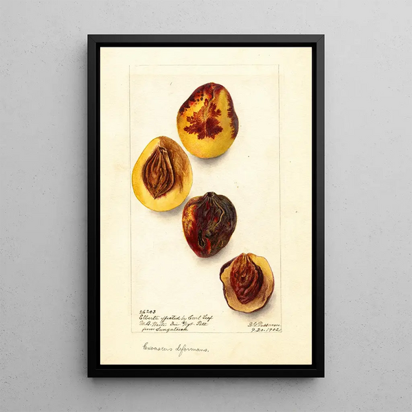 Reproductie van het schilderij Prunus persica Elberta - Deborah Griscom Passmore