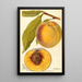 Prunus persica Marcella - Deborah Griscom Passmore — weergave van het kunstwerk