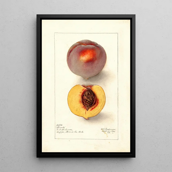 Reproductie van het schilderij Prunus persica Micado - Deborah Griscom Passmore