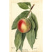 Prunus persica Sneed - Deborah Griscom Passmore — weergave van het kunstwerk