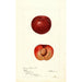 Prunus simonii - Deborah Griscom Passmore — weergave van het kunstwerk