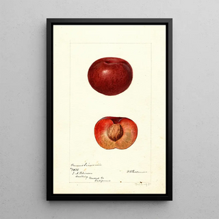 Deborah Griscom Passmore - Prunus simonii.webp