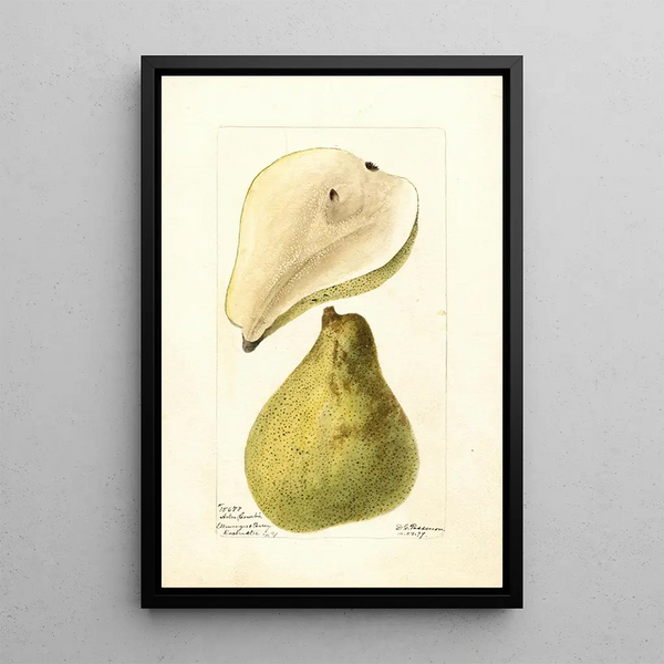 Pyrus communis Boom Boog - Deborah Griscom Passmore — ingelijst kunstwerk aan de muur
