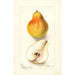 Pyrus communis Dorsett - Deborah Griscom Passmore — weergave van het kunstwerk