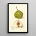 Pyrus communis Hollande - Deborah Griscom Passmore — ingelijst kunstwerk aan de muur