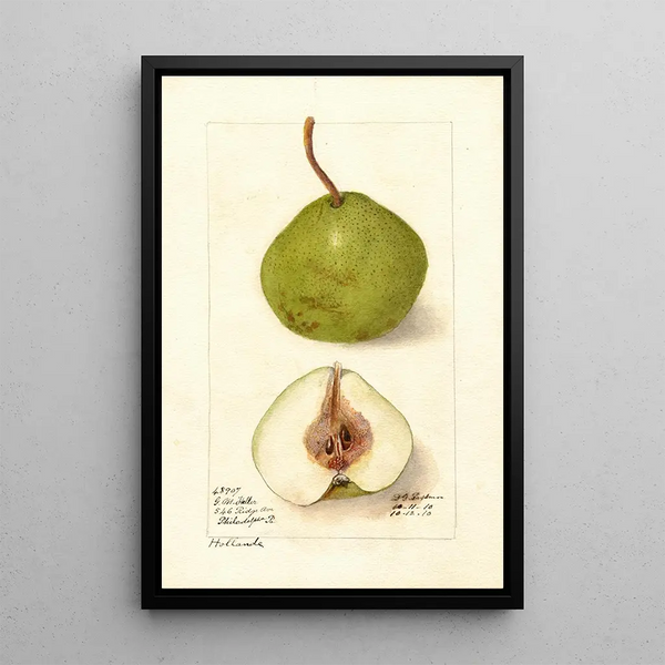 Pyrus communis Hollande - Deborah Griscom Passmore — ingelijst kunstwerk aan de muur