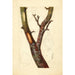Pyrus communis Howell - Deborah Griscom Passmore — weergave van het kunstwerk
