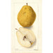 Pyrus communis Kieffer - Deborah Griscom Passmore — weergave van het kunstwerk