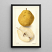Pyrus communis Kieffer - Deborah Griscom Passmore — ingelijst kunstwerk aan de muur