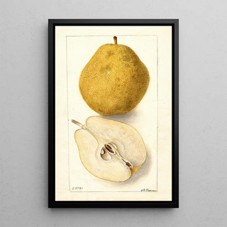 Deborah Griscom Passmore - Pyrus communis Kieffer.webp