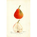 Pyrus communis Lawson - Deborah Griscom Passmore — weergave van het kunstwerk