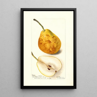 Deborah Griscom Passmore - Pyrus communis President Gilbert.webp