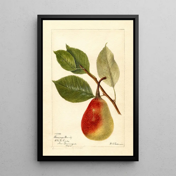 Reproductie van het schilderij Pyrus communis Beauté d'été - Deborah Griscom Passmore