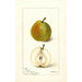 Pyrus communis Wiest - Deborah Griscom Passmore — weergave van het kunstwerk