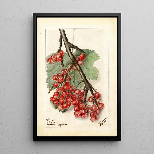 Reproductie van het schilderij Ribes Perfection - Deborah Griscom Passmore