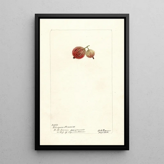 Deborah Griscom Passmore - Ribes Ribesgros Abenarius.webp