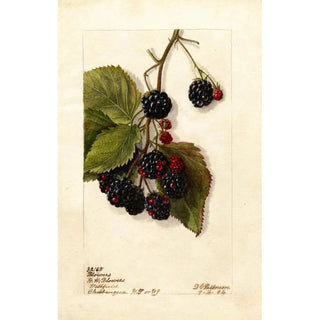 Deborah Griscom Passmore - Rubus Blowers.webp
