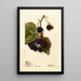 Rubus Blowers - Deborah Griscom Passmore — ingelijst kunstwerk aan de muur