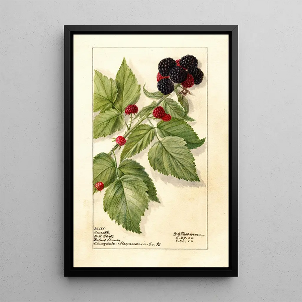 Reproductie van het schilderij Rubus Conrath - Deborah Griscom Passmore