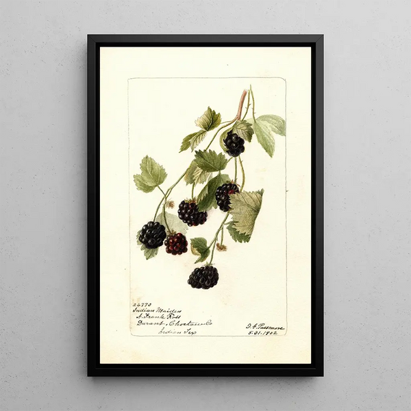 Rubus Jeune Indienne - Deborah Griscom Passmore — ingelijst kunstwerk aan de muur