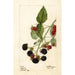 Rubus Récompense - Deborah Griscom Passmore — weergave van het kunstwerk