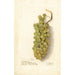 Vitis - Deborah Griscom Passmore — weergave van het kunstwerk