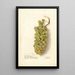 Vitis - Deborah Griscom Passmore — ingelijst kunstwerk aan de muur