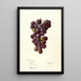 Reproductie van het schilderij Vitis Concord - Deborah Griscom Passmore