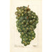 Reproductie van het schilderij Vitis Millénium hongrois - Deborah Griscom Passmore