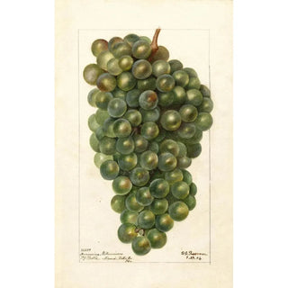 Deborah Griscom Passmore - Vitis Hungarian Millenium.webp