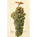 Vitis Icicle - Deborah Griscom Passmore — weergave van het kunstwerk