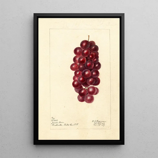 Deborah Griscom Passmore - Vitis Jacob Moore.webp