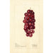 Reproductie van het schilderij Vitis Jacob Moore - Deborah Griscom Passmore