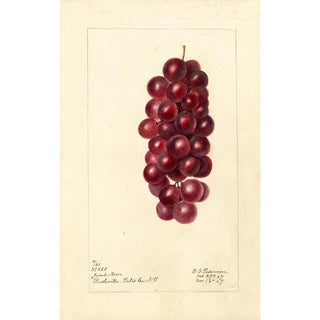 Deborah Griscom Passmore - Vitis Jacob Moore.webp