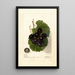 Reproductie van het schilderij Vitis James - Deborah Griscom Passmore