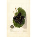 Reproductie van het schilderij Vitis James - Deborah Griscom Passmore