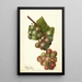 Reproductie van het schilderij Vitis Labrusca - Deborah Griscom Passmore