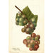 Reproductie van het schilderij Vitis Labrusca - Deborah Griscom Passmore