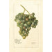 Vitis Lady Washington - Deborah Griscom Passmore — weergave van het kunstwerk