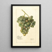 Vitis Lady Washington - Deborah Griscom Passmore — ingelijst kunstwerk aan de muur