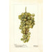Vitis Madeleine Blanche de Jacques - Deborah Griscom Passmore — weergave van het kunstwerk