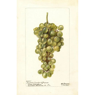 Deborah Griscom Passmore - Vitis Madelein Blanche de Jacques.webp