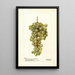 Vitis Madeleine Blanche de Jacques - Deborah Griscom Passmore — ingelijst kunstwerk aan de muur