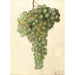 Vitis Malaga - Deborah Griscom Passmore — weergave van het kunstwerk