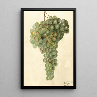 Deborah Griscom Passmore - Vitis Malaga.webp