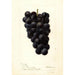 Reproductie van het schilderij Vitis McPike - Deborah Griscom Passmore